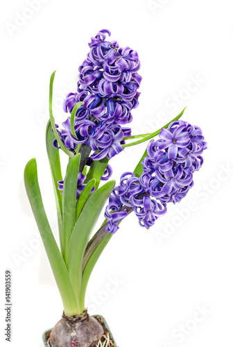 Two branch blue mauve Hyacinthus orientalis flowers  garden hyacinth isolated on white background