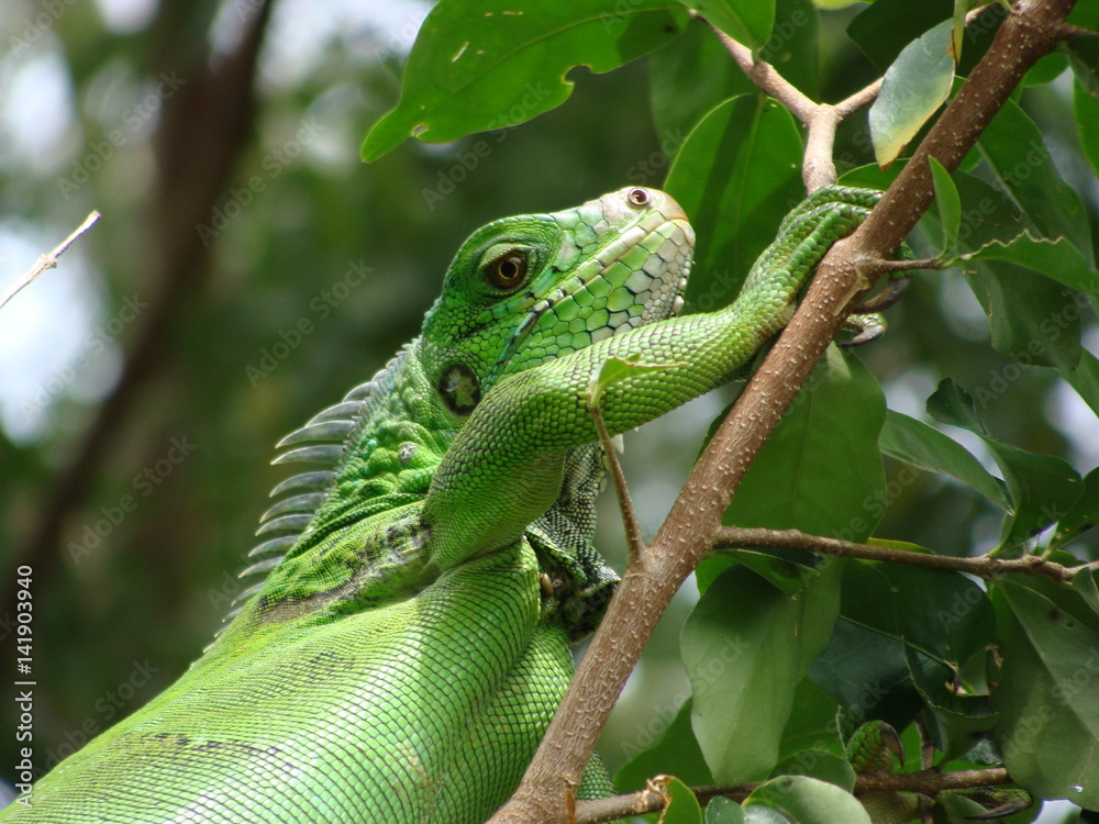 Fototapeta premium iguana in a tree