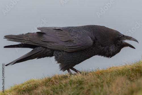 фотографія territorial crow