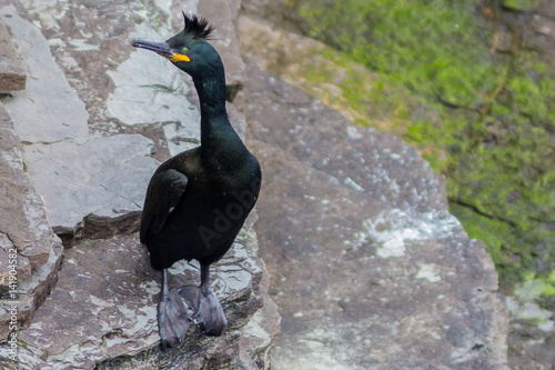 shag on a rock photo