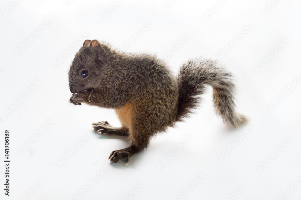 Obraz premium Squirrel isolated