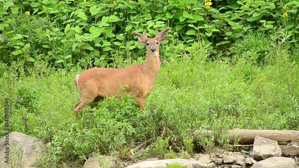 Whitetail Deer Buck In Velvet Whitetail Deer Buck In Velvet