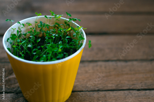 Seedlings potted plants photo