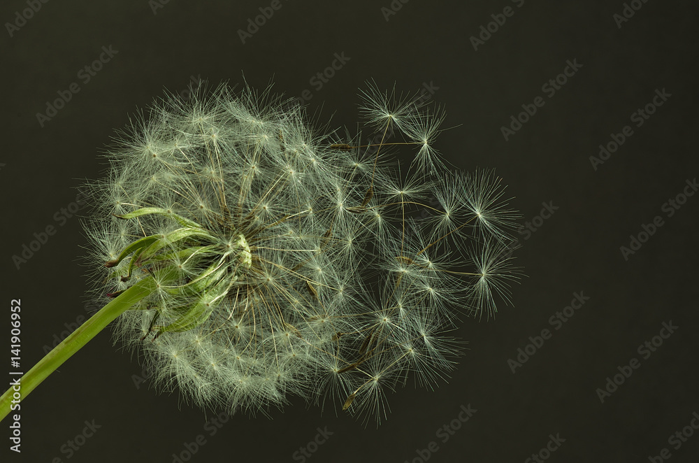 Fototapeta premium Mature dandelion with seeds