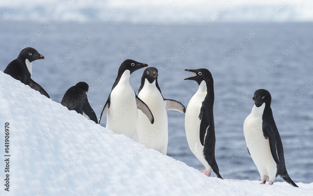 Fototapeta premium Adelie Penguin jump