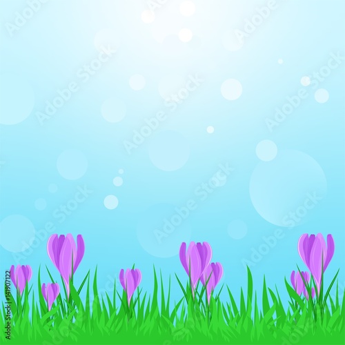 Spring landscape with green grass with purple spring flowers and blue sky with sun reflections. Crocus in the spring sunshine