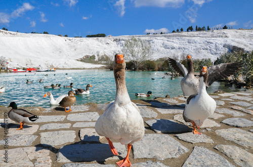 Foto the geese close up in pursuit