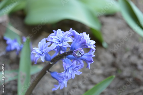 Hyacinth purple