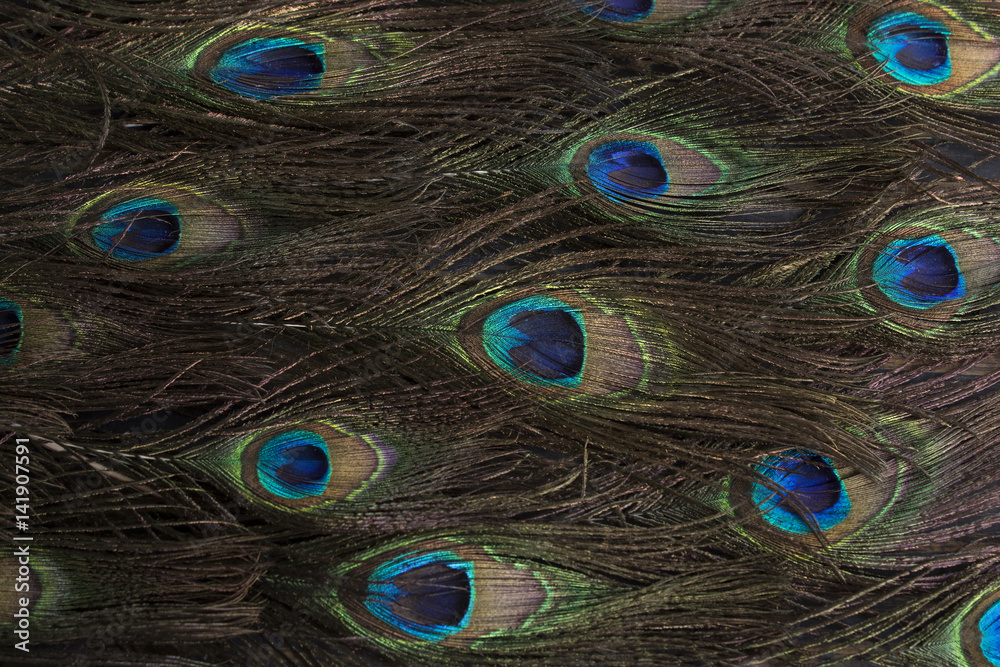 Fototapeta premium Peacock Feathers