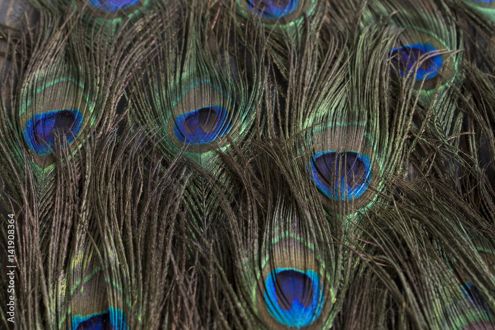 Obraz premium Peacock Feathers