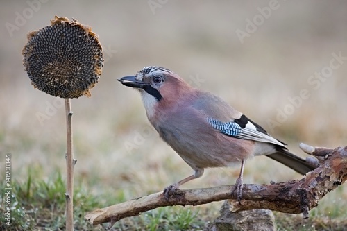 Eurasian jay - Garrulus glandarius, sitting on a branch and feeding the sunflower in nature. Wildlife. Europe, country Slovakia, region Horna Nitra. photo