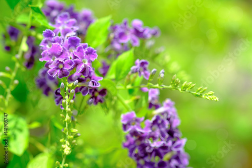 Purple flowers.