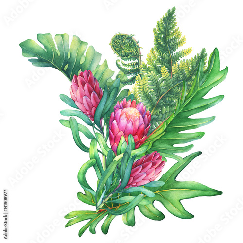 Ilustration of a bouquet with pink Protea flowers and tropical plants. Hand drawn watercolor painting on white background. photo
