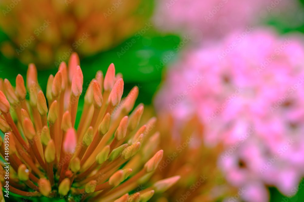 Pink flower spike, Rubiaceae flower