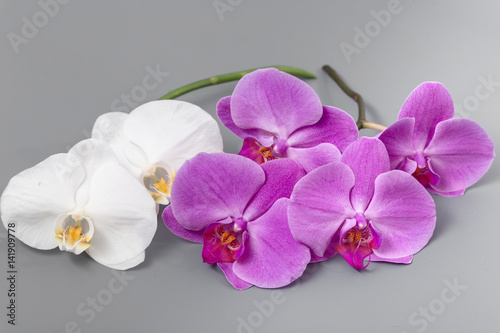 Fototapeta Naklejka Na Ścianę i Meble -  Beautiful fresh bright orchid on a gray background