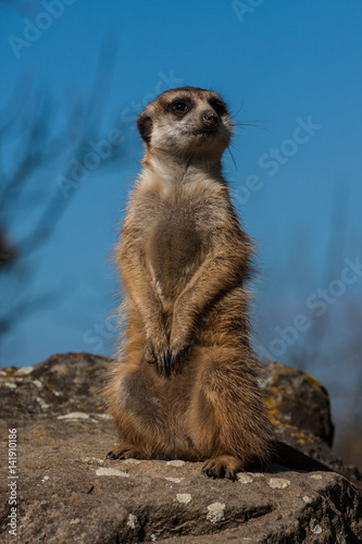 Portrait of a Meerkat