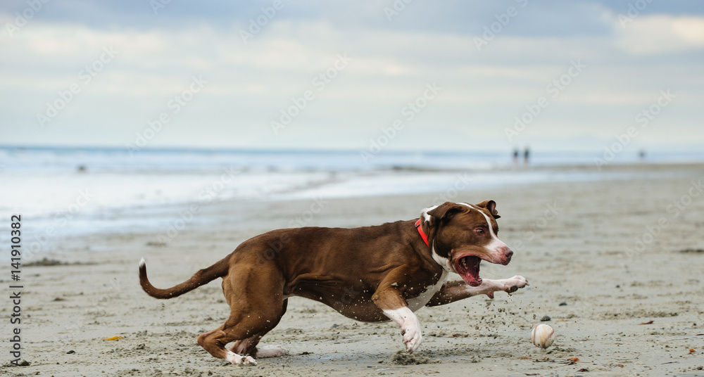 American Pit Bull Terrier dog catching baseball on ocean beach American Pit Bull Terrier dog catching baseball on ocean beach