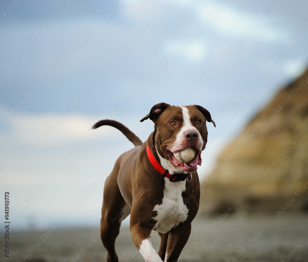American Pit Bull Terrier dog at beach with cliffs