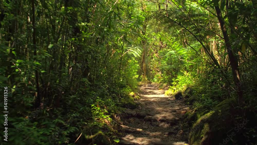 Walking through the woods 4k video Walking through the woods 4k video