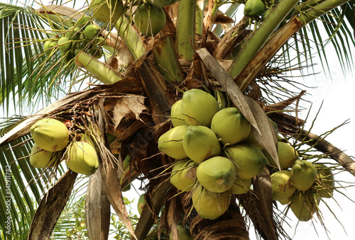 Bunches of Young Coconut Fruits on the Coconut Tree, Thailand
