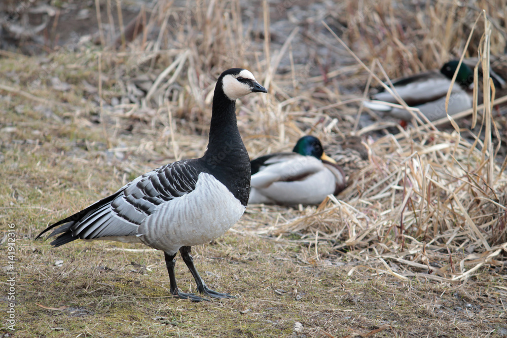 Barnacle goose (Branta leucopsis) on the coast. Waterfowl with black and white plumage Barnacle goose (Branta leucopsis) on the coast. Waterfowl with black and white plumage