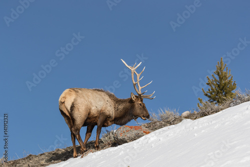 Elk  or Wapiti