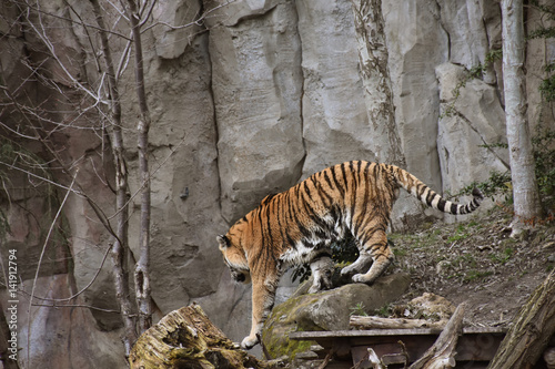 Fototapeta Naklejka Na Ścianę i Meble -  Siberian tiger or Amur tiger Panthera tigris altaica walking over rocks