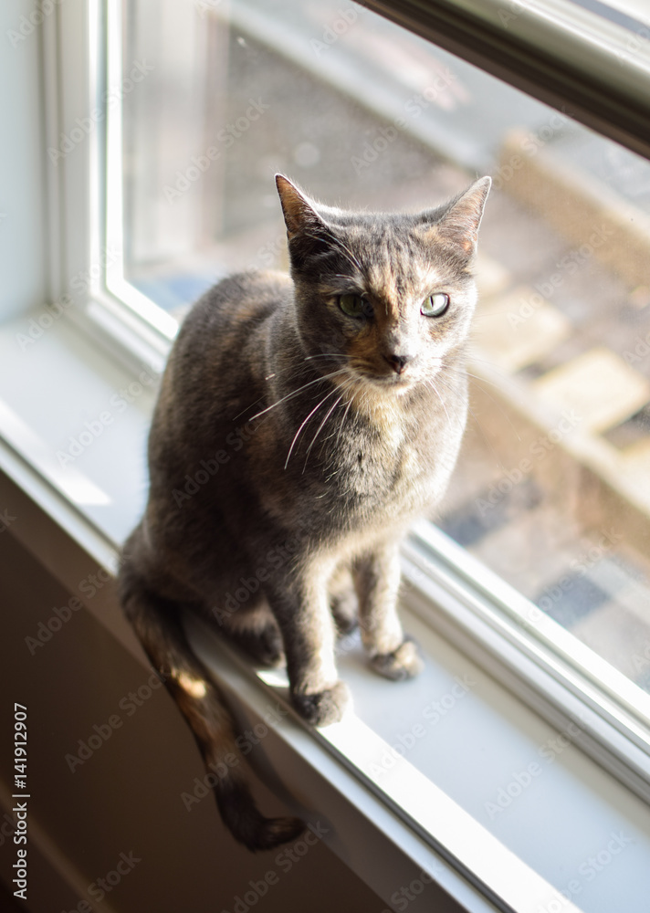 small calico cat with green eyes sits in window sill