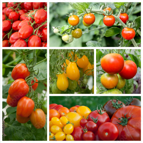 tomatoes   Collage with  tomatoes and tomato plants 