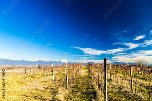 Vineyard in late winter