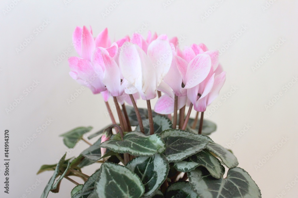 Cyklamen perski , Cyclamen persicum