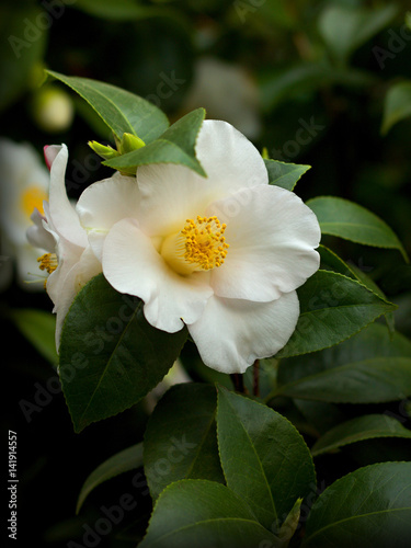 Japanese camellia blooming in the greenhouse