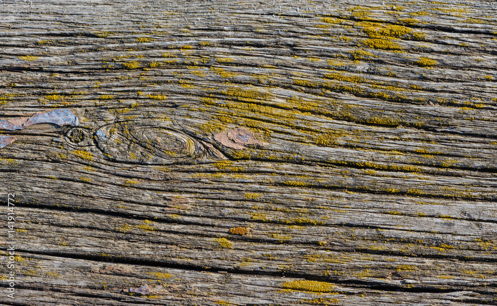 Naklejka premium Wood with moss from recent rains