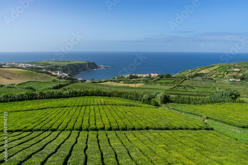 Porto Formoso is one of the few european tea plantation, Sao Miguel, Azores, Portugal
