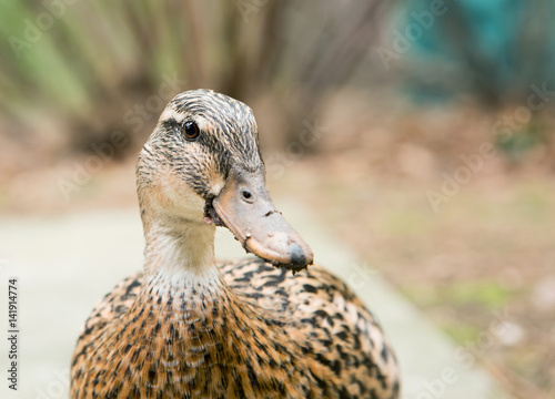 Close up portrait of a female mallard duck