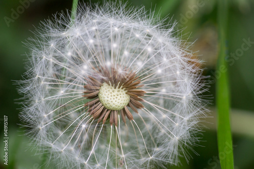 Dandelion flower on a summer meadow macro closeup.