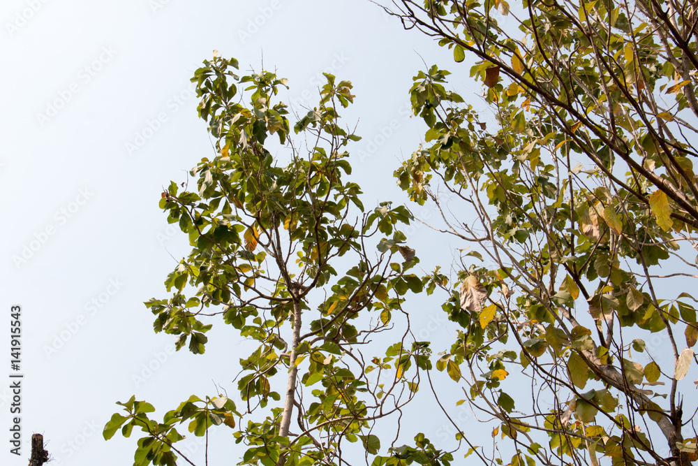 branch of tree and white sky and sunlight,brown color of branch branch of tree and white sky and sunlight,brown color of branch