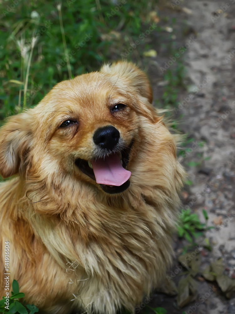 Fototapeta premium Happy Dog with Tongue Out and Head Tilt