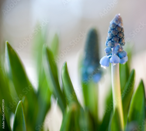 muscari