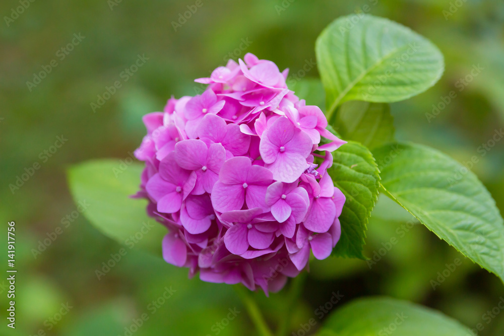 Bright light lilac flower flock blooms in the garden on a summer sunny day Bright light lilac flower flock blooms in the garden on a summer sunny day