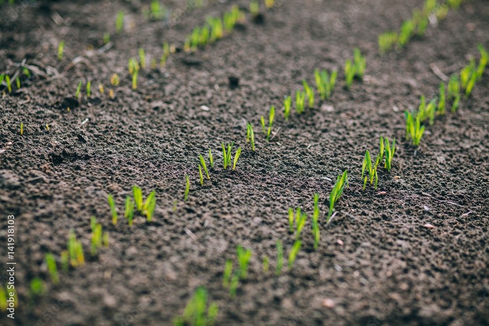 Wheat germ. Spring wheat seedlings.
