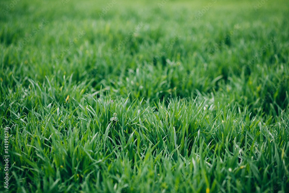 Wheat germ. Spring wheat seedlings. Wheat germ. Spring wheat seedlings.