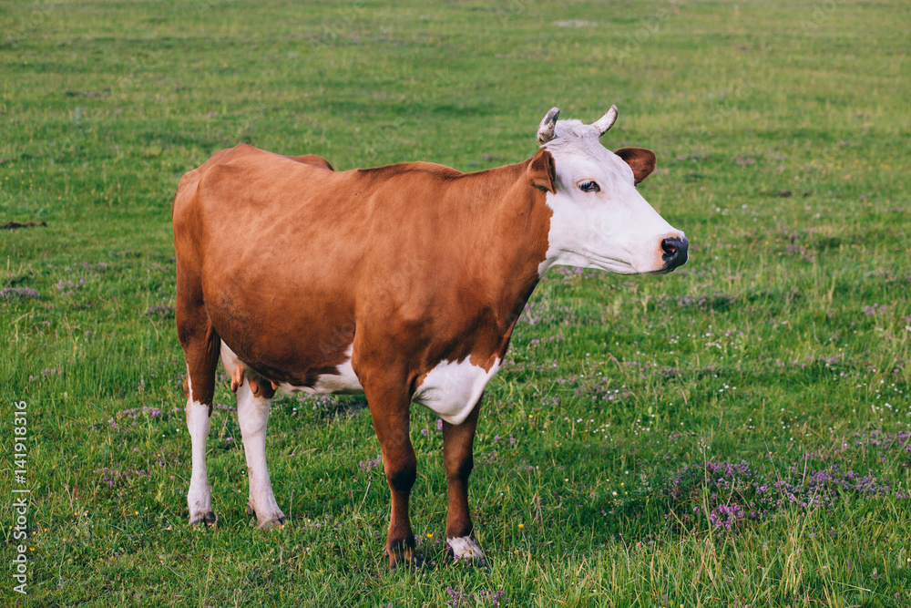 Cow portrait