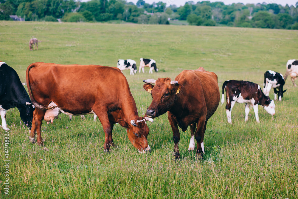 Cows Grazing On A Green Field