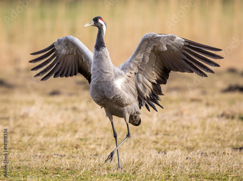 Crane in the wild © Wim