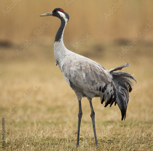 Crane in the wild