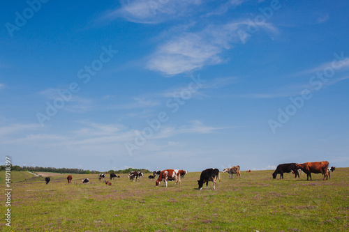 Cows on a green field and blue sky. © dsheremeta