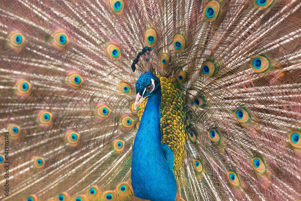 Obraz premium Peacock demonstrating a spread tail