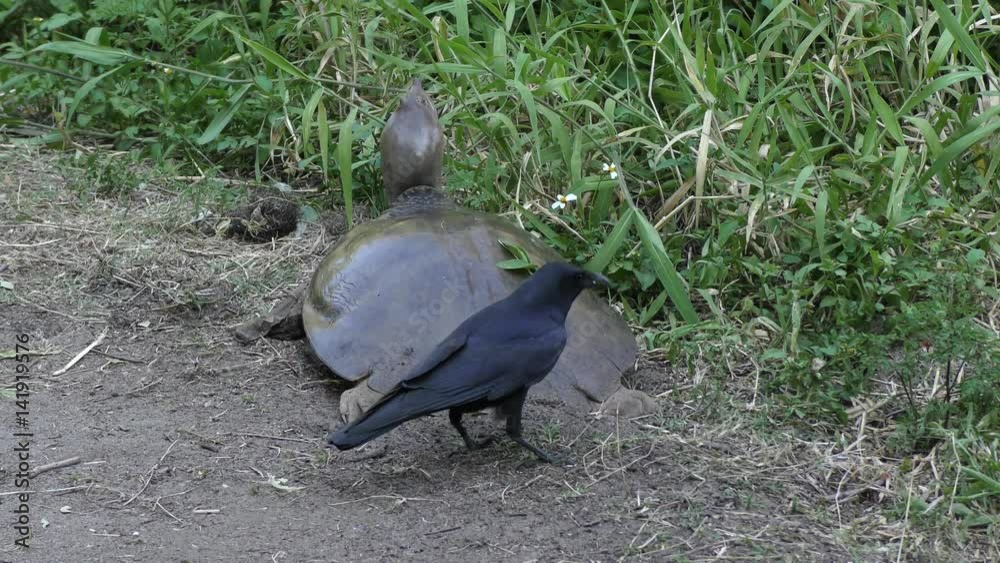 crow trying to steal turtle eggs crow trying to steal turtle eggs