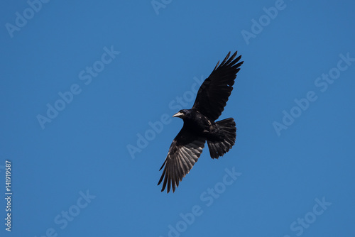 Rook, Corvus frugilegus © Maciej Olszewski
